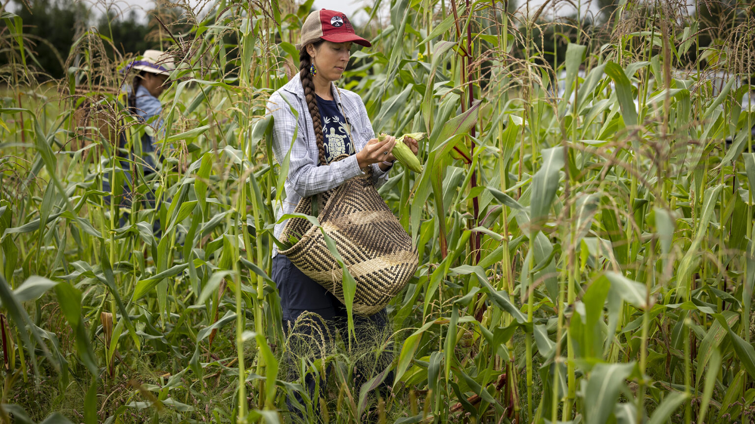 Farmers harvesting crop